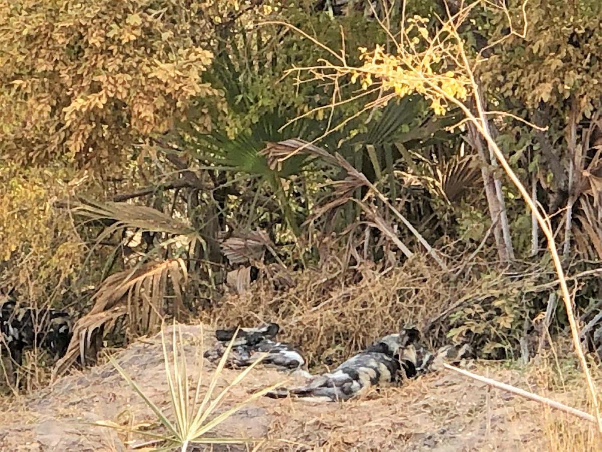 Вилла Africa Safari Selous Nyerere National Park Nyakisiku Экстерьер фото