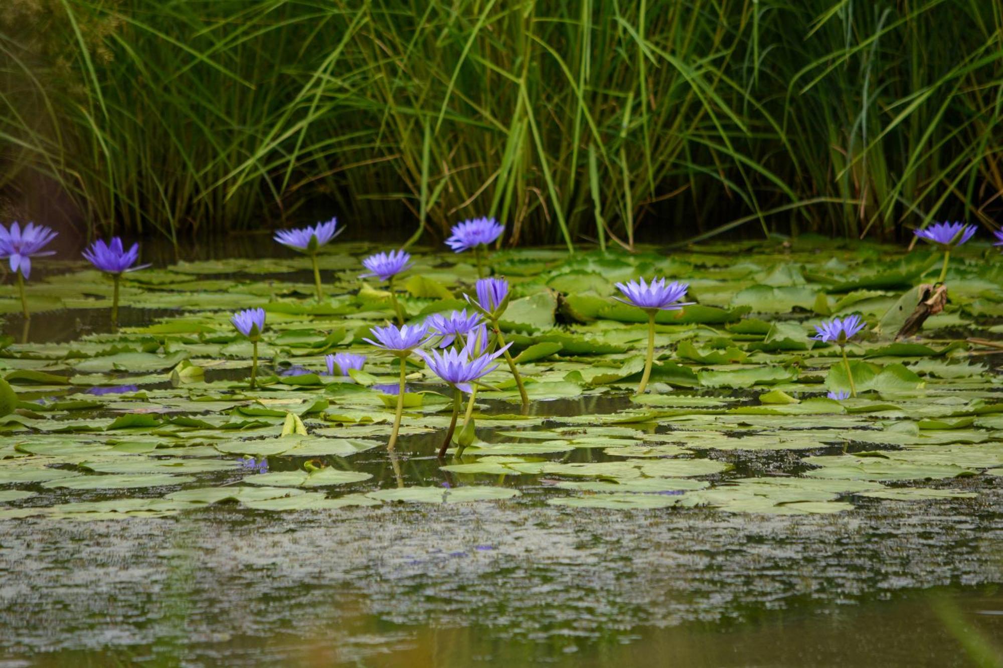 Вилла Africa Safari Selous Nyerere National Park Nyakisiku Экстерьер фото