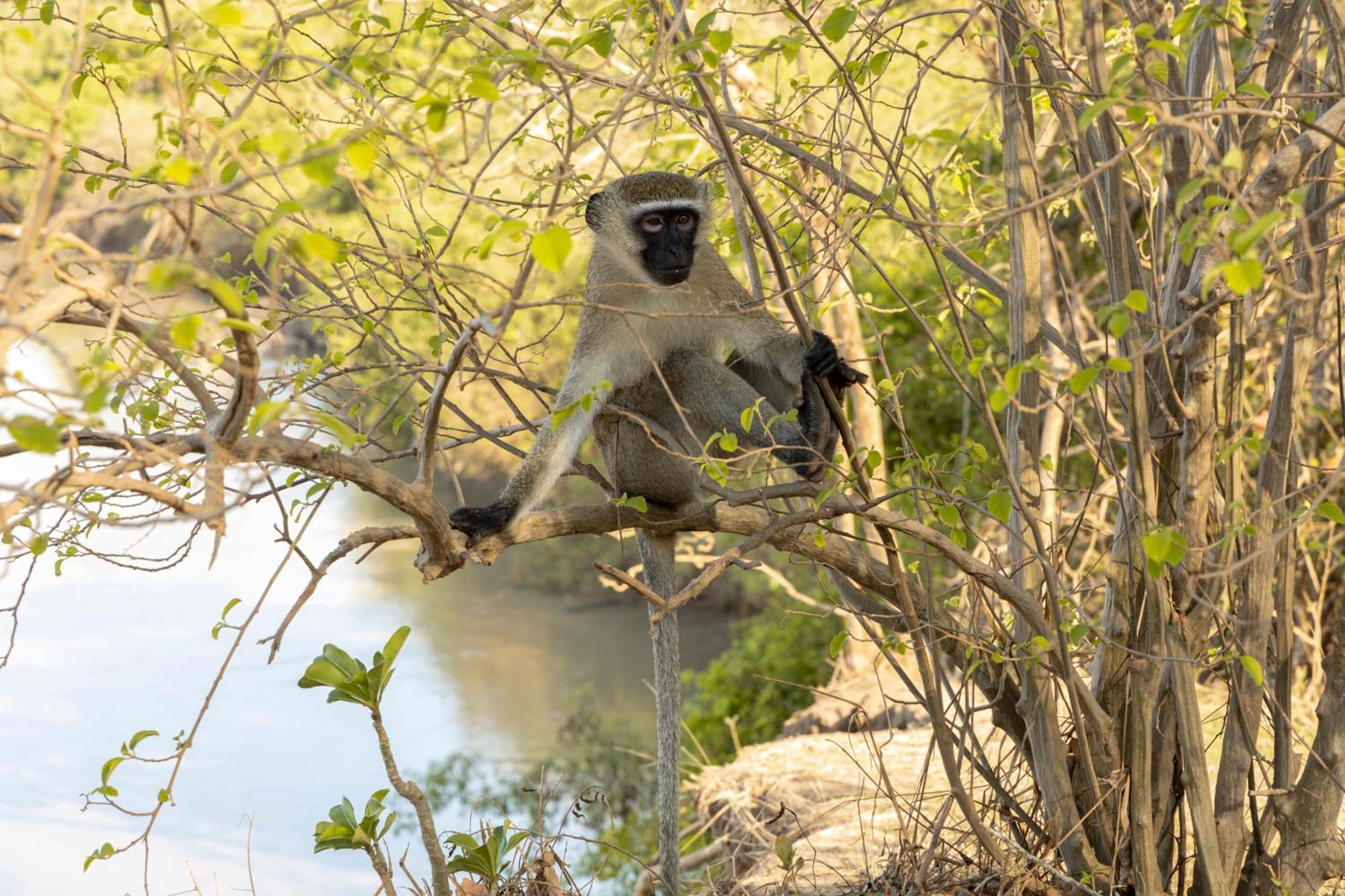 Вилла Africa Safari Selous Nyerere National Park Nyakisiku Экстерьер фото