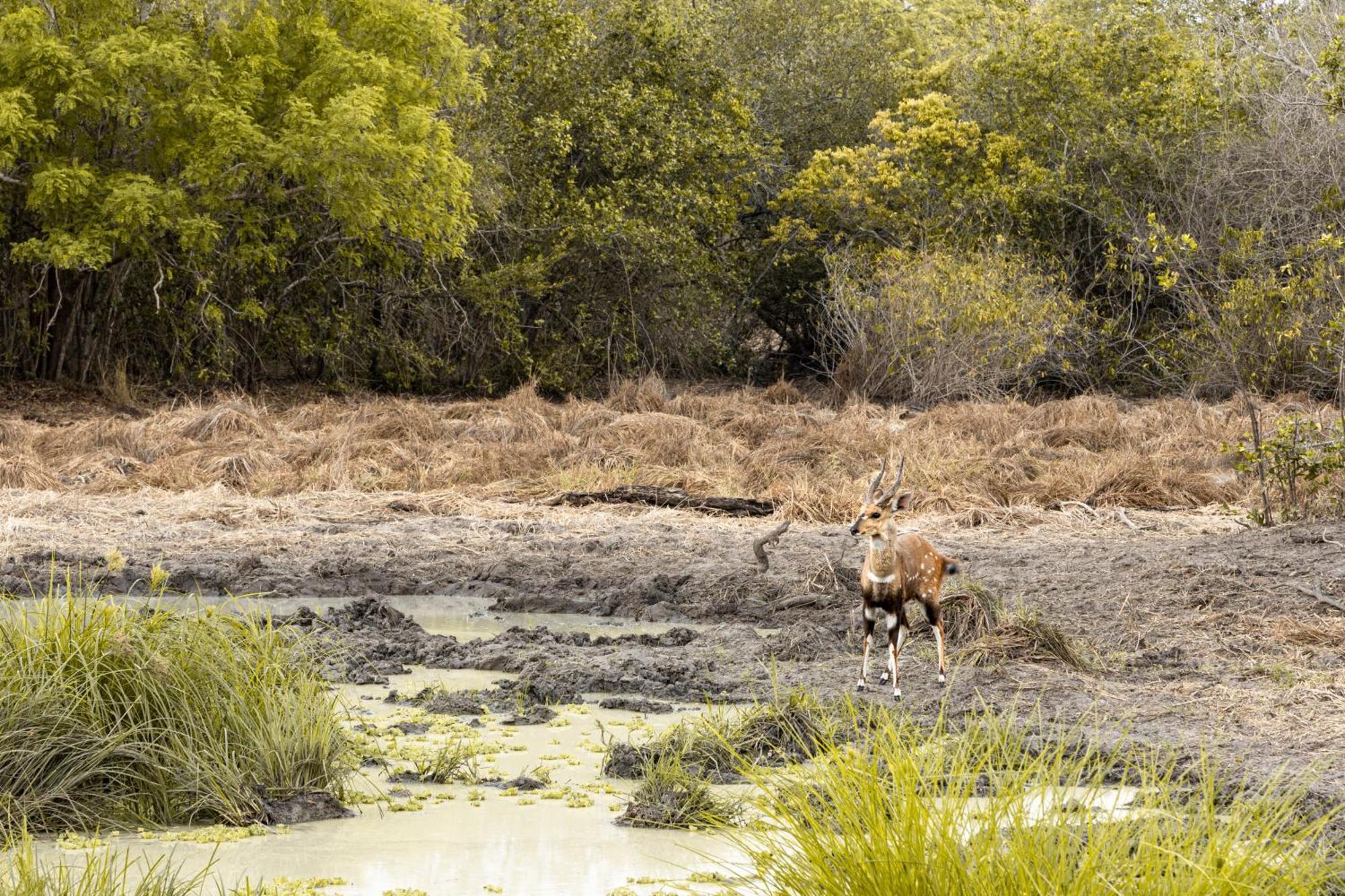 Вилла Africa Safari Selous Nyerere National Park Nyakisiku Экстерьер фото