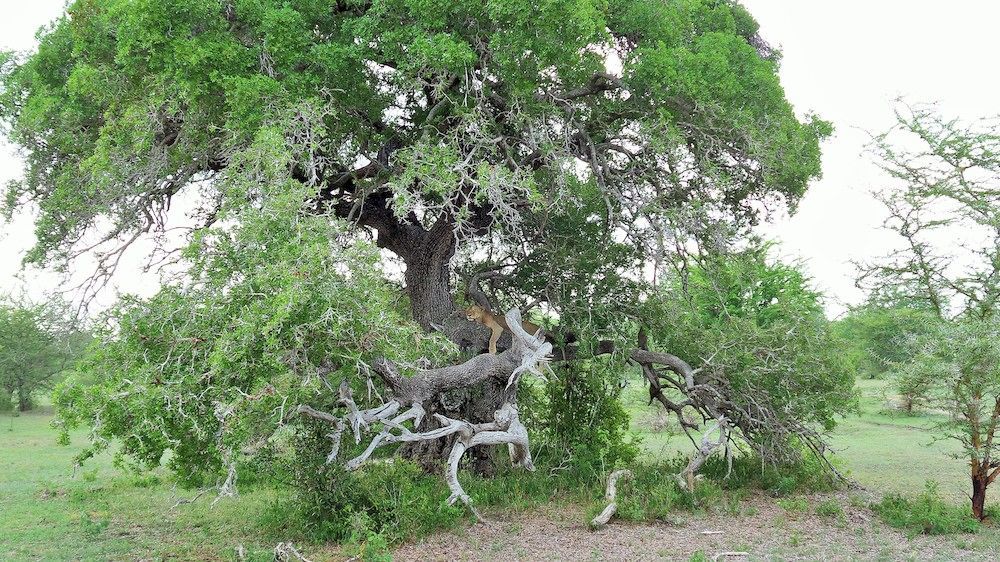 Вилла Africa Safari Selous Nyerere National Park Nyakisiku Экстерьер фото