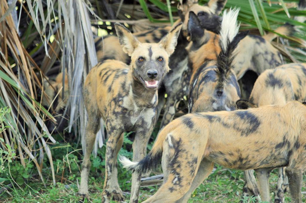 Вилла Africa Safari Selous Nyerere National Park Nyakisiku Экстерьер фото