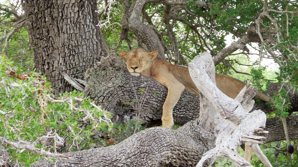 Вилла Africa Safari Selous Nyerere National Park Nyakisiku Экстерьер фото